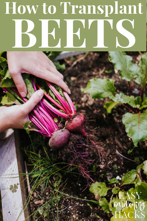 How to Transplant Beet Seedlings
