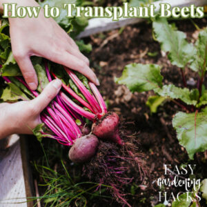 Hand holding fresh ripe beets in raised bed garden