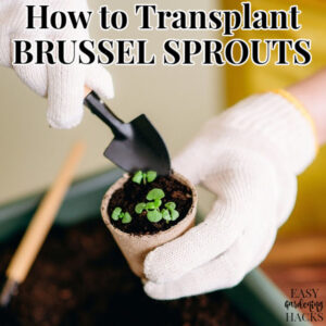 How to Transplant Brussels Sprout Seedlings