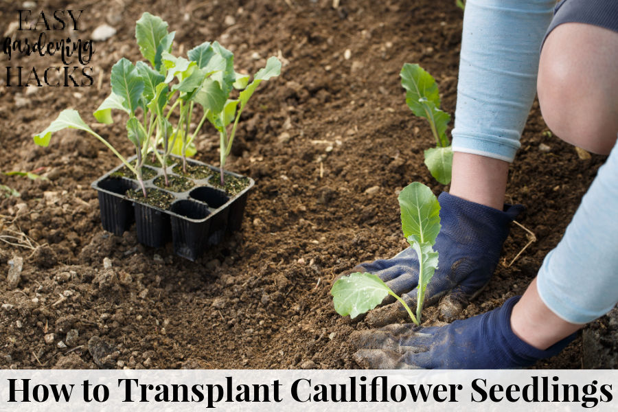 How to Transplant Cauliflower Seedlings