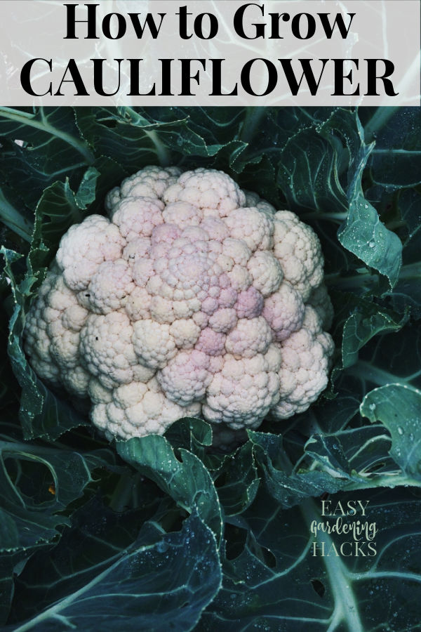 a mature cauliflower plant growing in a garden