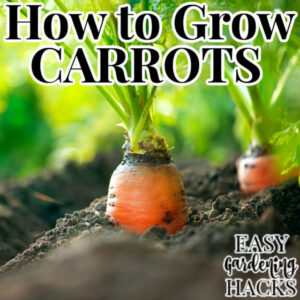 How to Grow Carrots