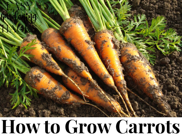 How to Grow Carrots - Easy Gardening Hacks™