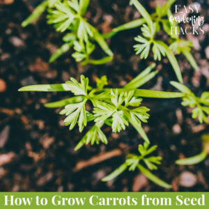 How to Grow Carrots from Seed