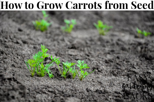 How to Grow Carrots from Seed