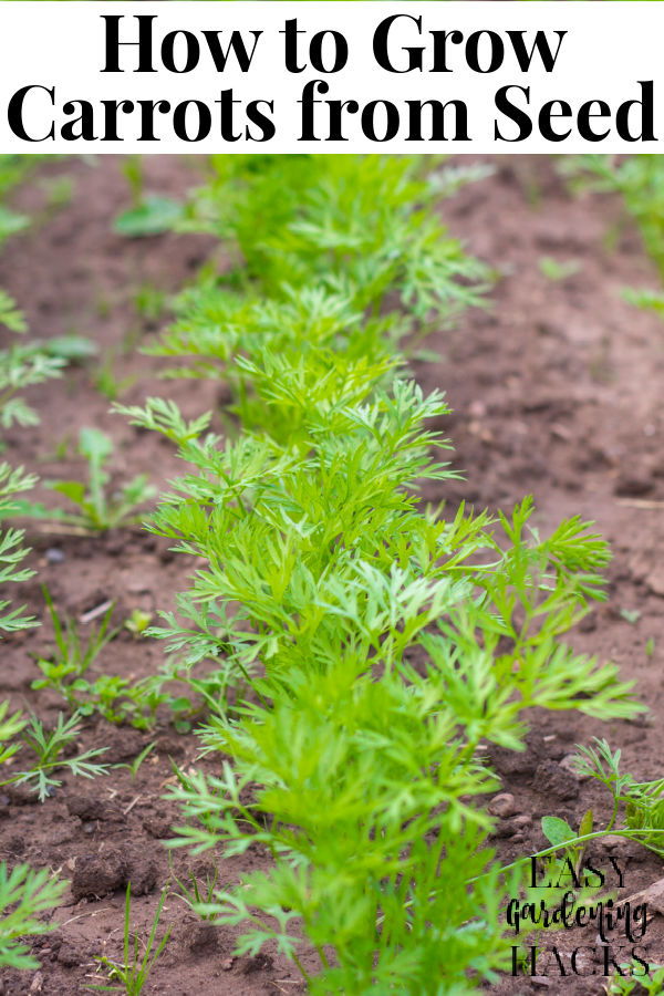 How to Grow Carrots from Seed