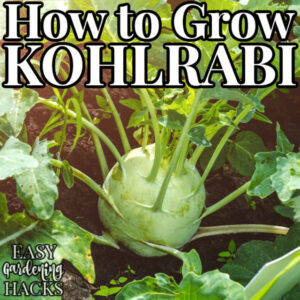 How to Grow Kohlrabi