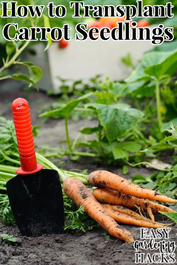 How to Transplant Carrot Seedlings
