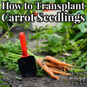 How to Transplant Carrot Seedlings