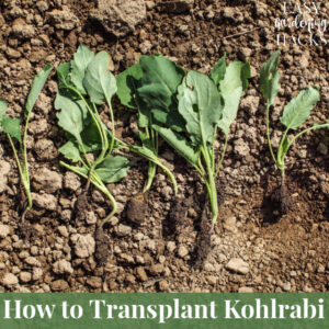 How to Transplant Kohlrabi