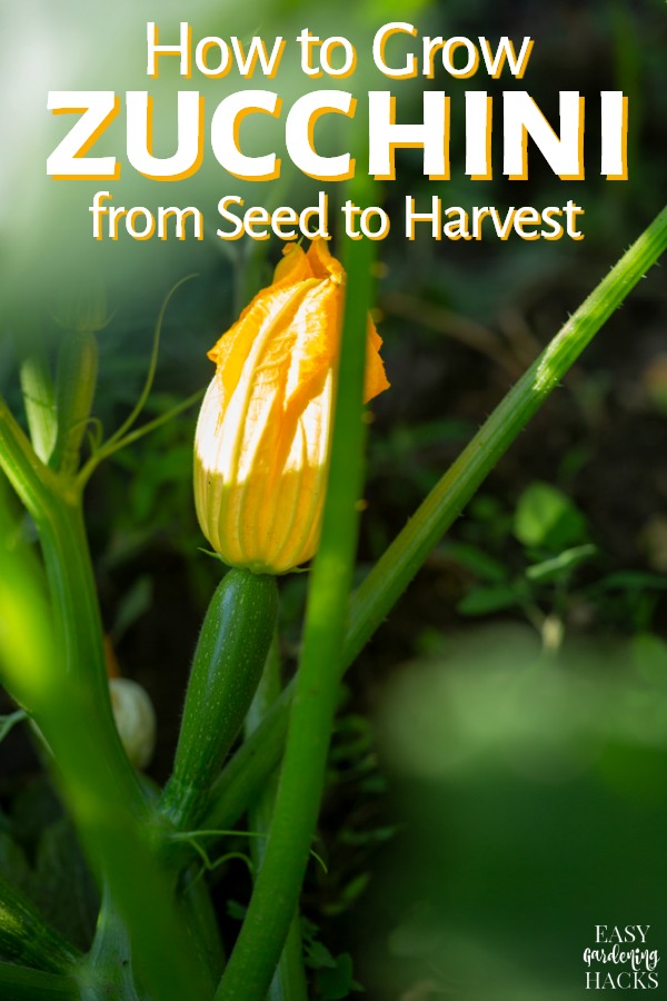 Zucchini plant in summer garden