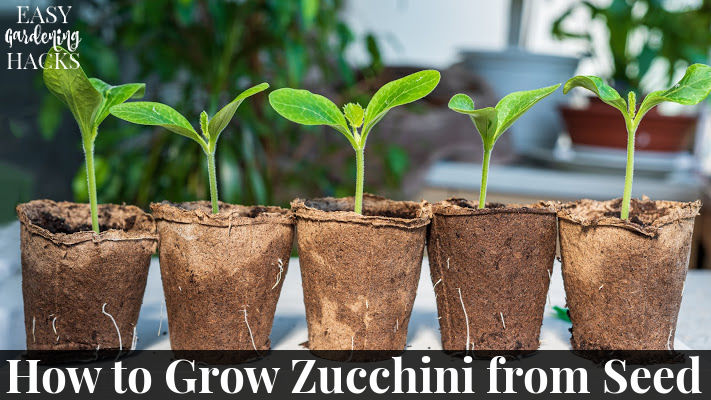 Zucchini seedlings in cardboard pots.