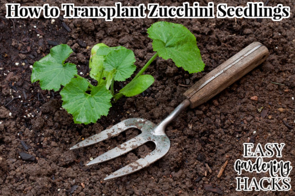 How to Transplant Zucchini Seedlings