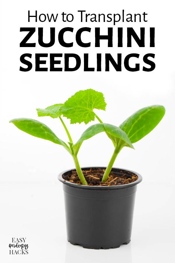 zucchini seedlings in a pot, on white background