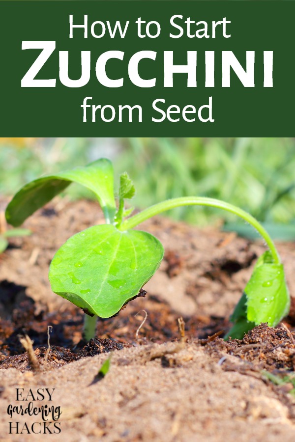 tarting Zucchini from Seed