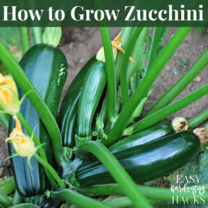 Tips for Growing Zucchini