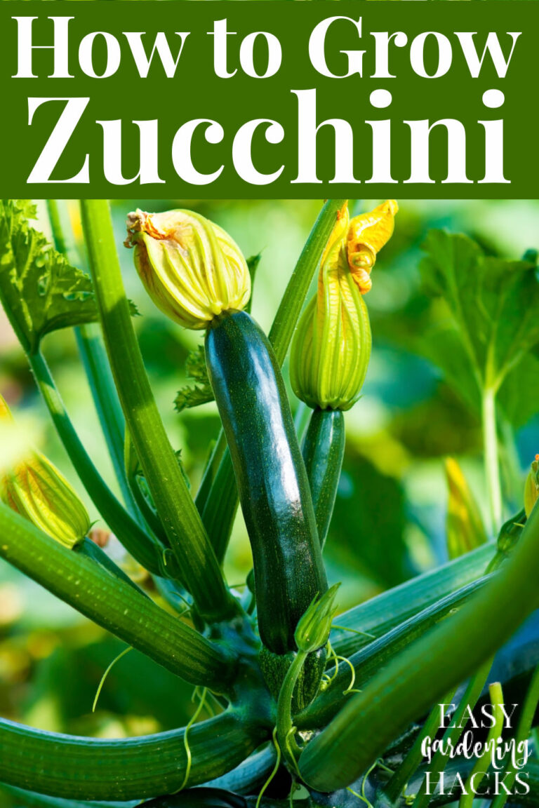 How to Grow Zucchini from Seed to Harvest Easy Gardening Hacks™
