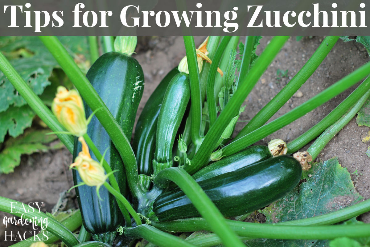 How to Grow Zucchini from Seed to Harvest Easy Gardening Hacks™