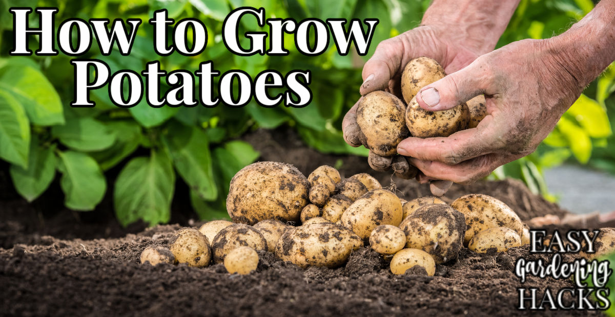 How to Grow Potatoes Easy Gardening Hacks™