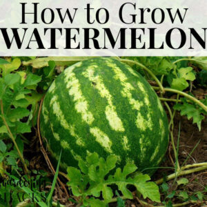 How to Grow Watermelon