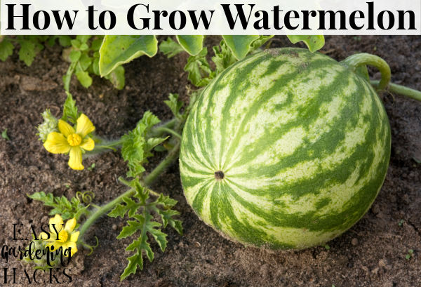 How to Grow Watermelon - Easy Gardening Hacks™