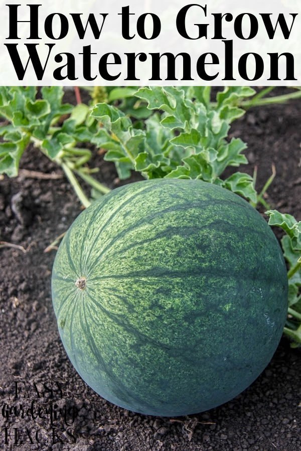 A watermelon growing in a vegetable garden