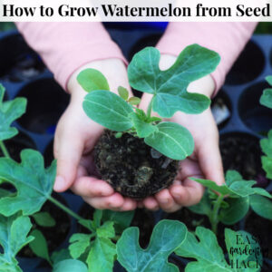How to Grow Watermelon from Seed