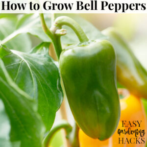 How to Grow Bell Peppers