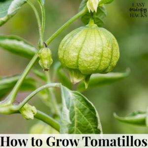 How to Grow Tomatillos