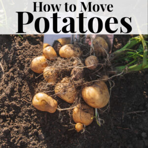 How to Transplant Potatoes