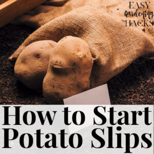 How to Start a Potato Slip