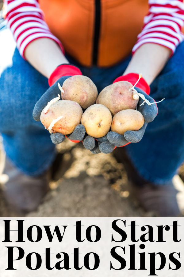 How to Start a Potato