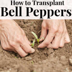 How to Transplant Bell Peppers