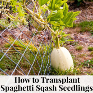 Use these tips to learn how to transplant Spaghetti Squash Seedlings