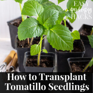 How to Transplant Tomatillo Seedlings