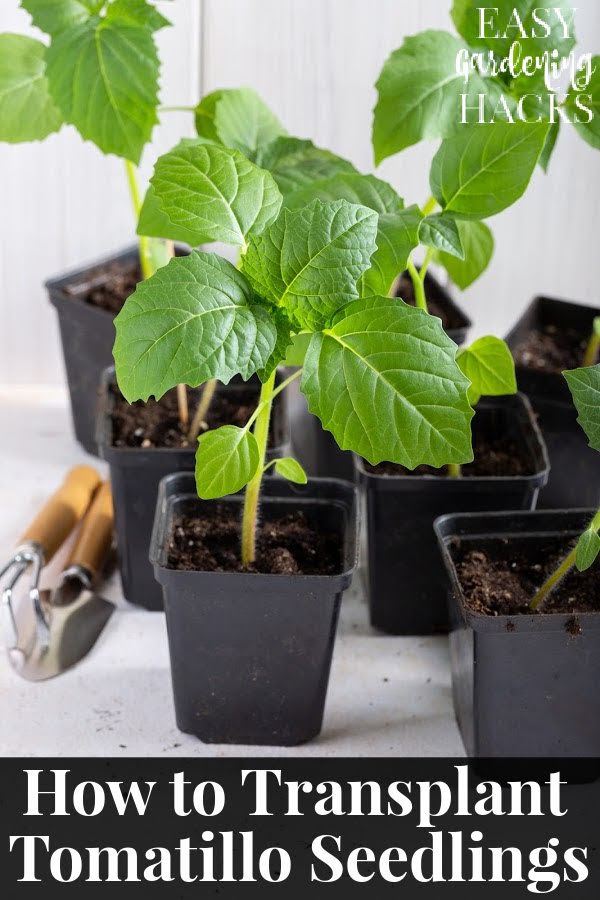 How to Transplant Tomatillo Seedlings