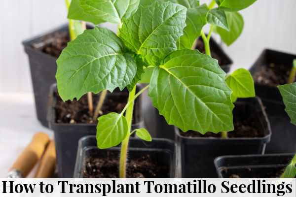 How to Transplant Tomatillo Seedlings - Easy Gardening Hacks™