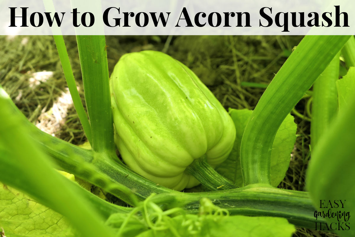 How to Grow Acorn Squash Easy Gardening Hacks™