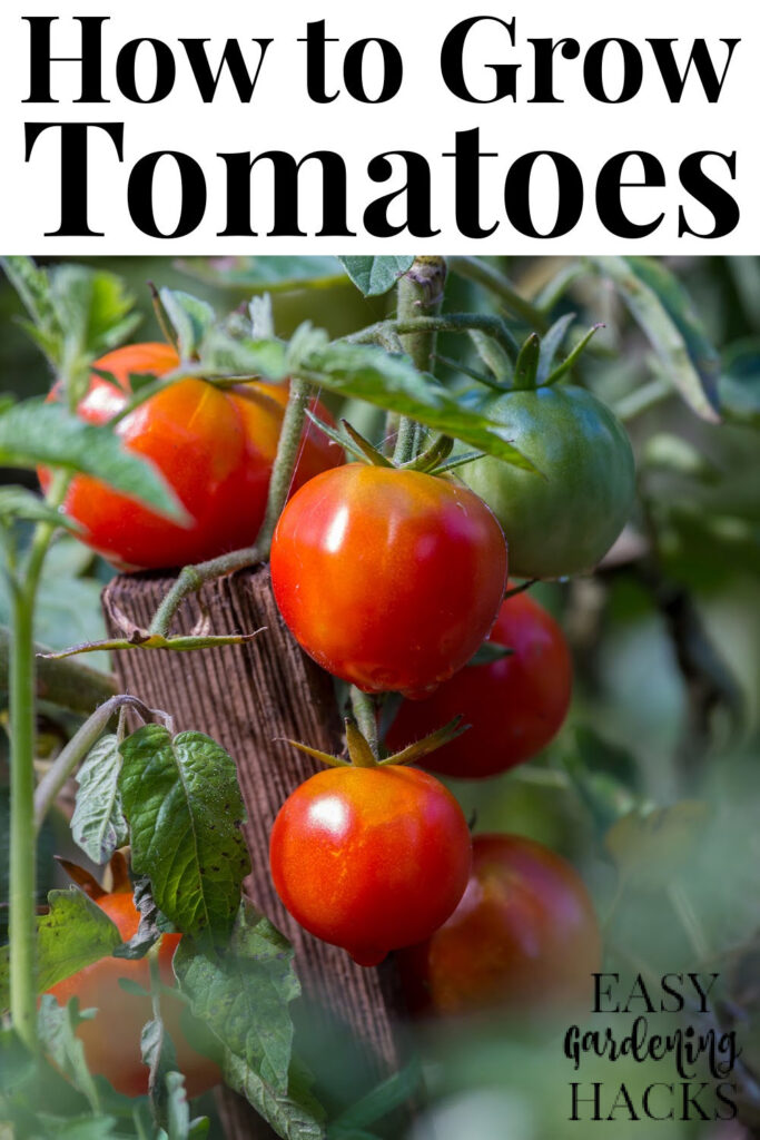 How to Grow Tomatoes Easy Gardening Hacks™