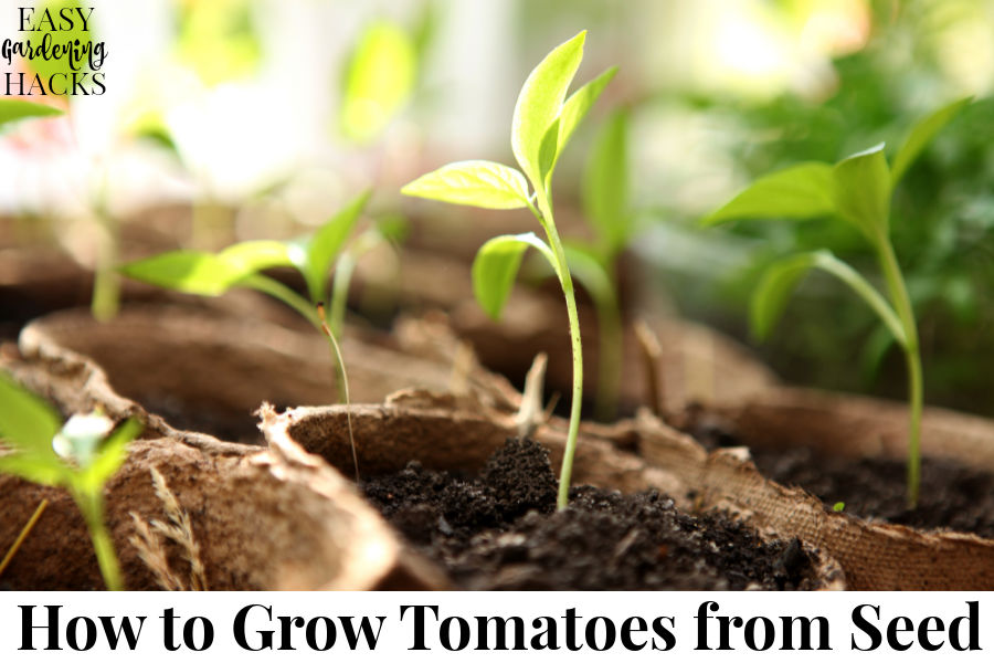 How To Grow Tomatoes From Seed Easy Gardening Hacks 
