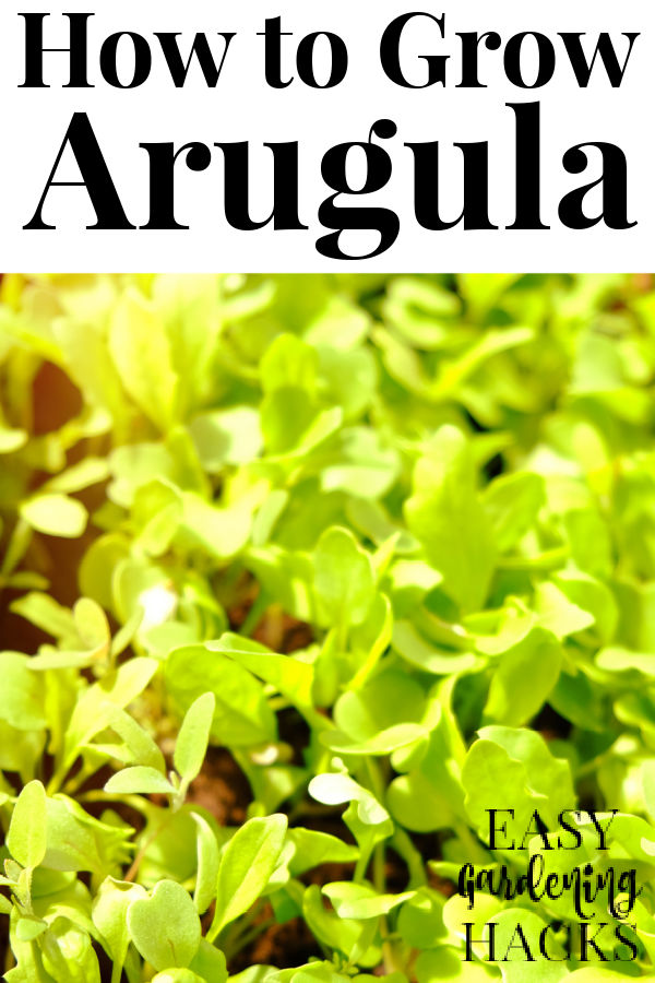 How to Grow Arugula Easy Gardening Hacks™