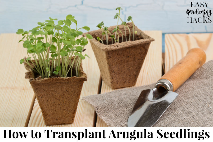 How to Transplant Arugula Seedlings Easy Gardening Hacks™