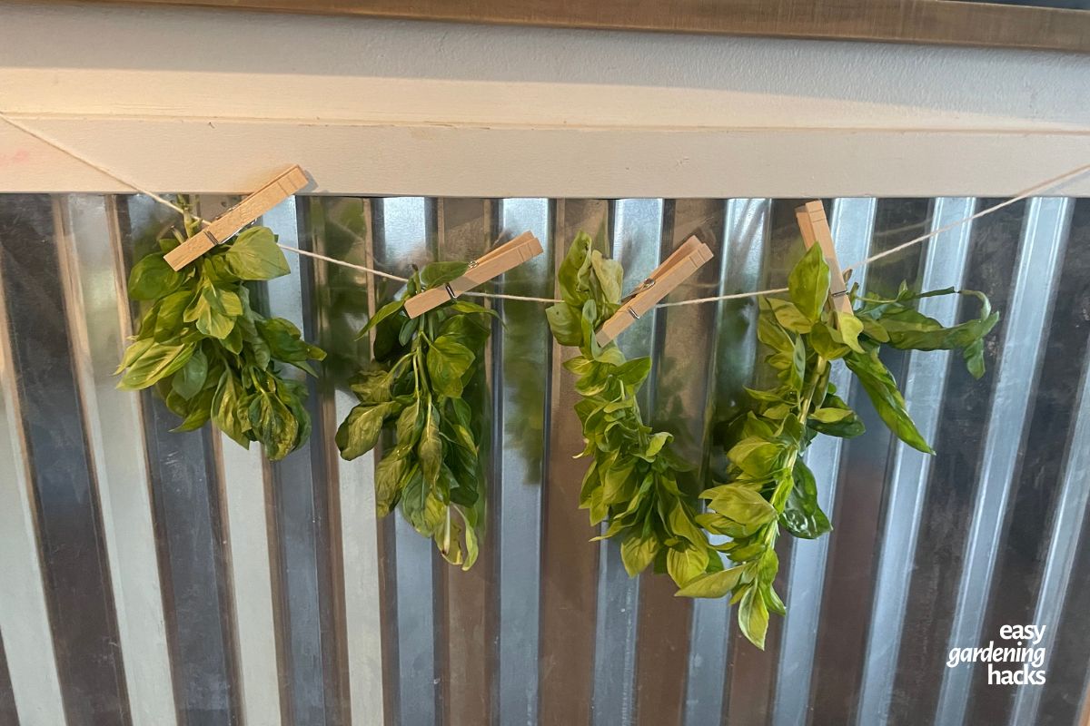 Drying fresh basil