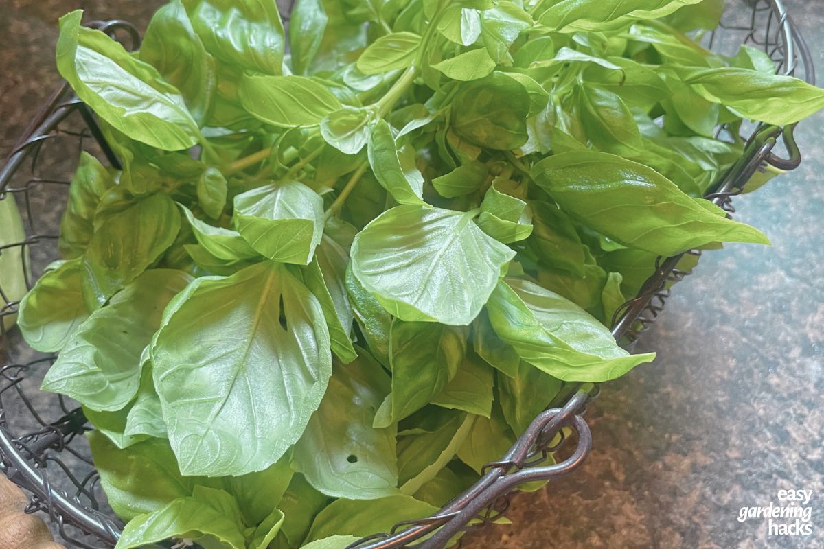 How to Grow Basil