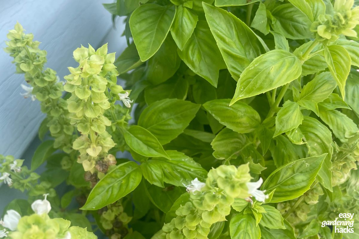 Basil plant that has begun to flower