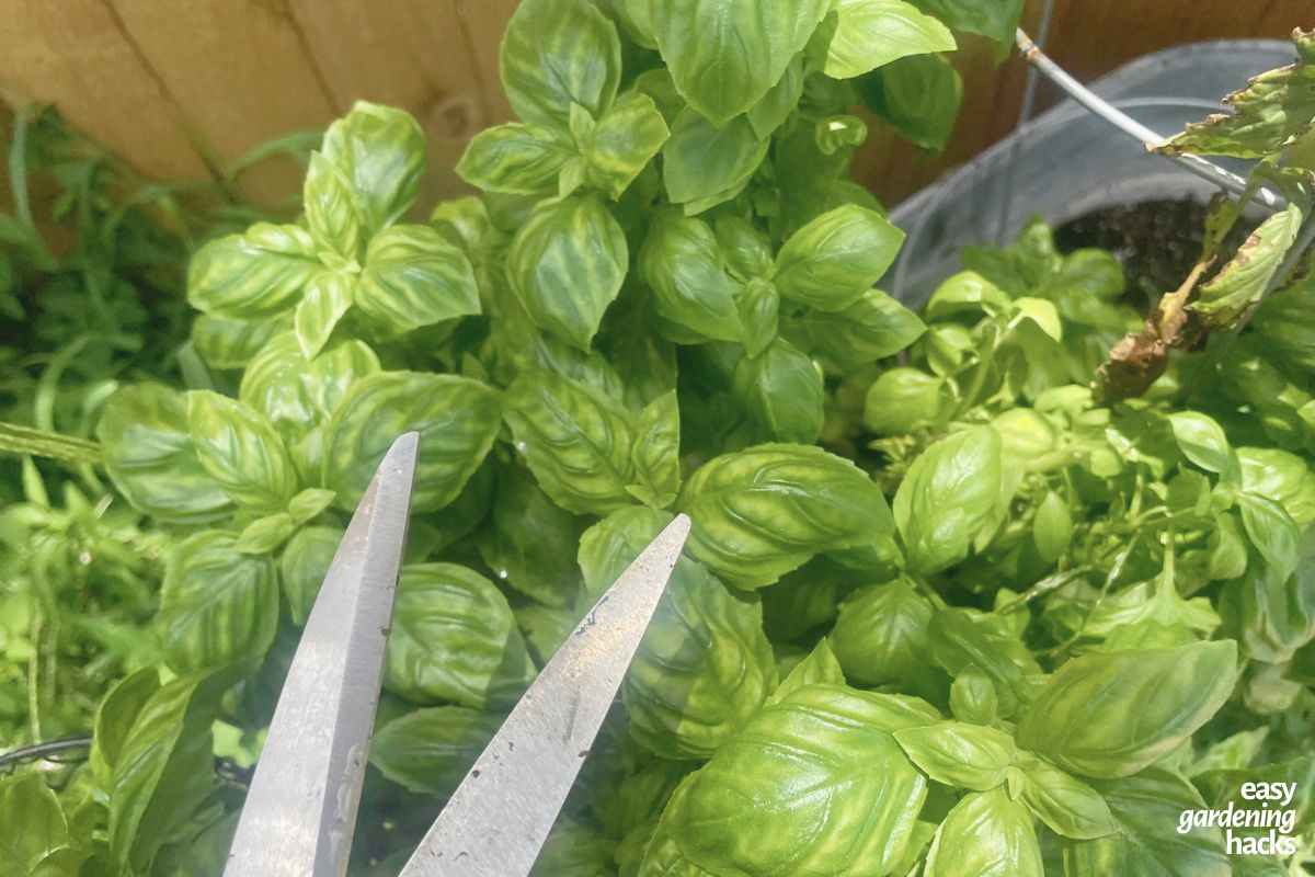 How to Harvest Basil