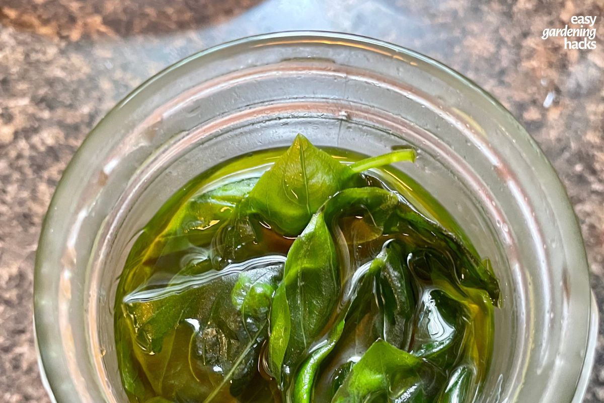 Preserving fresh basil in oil