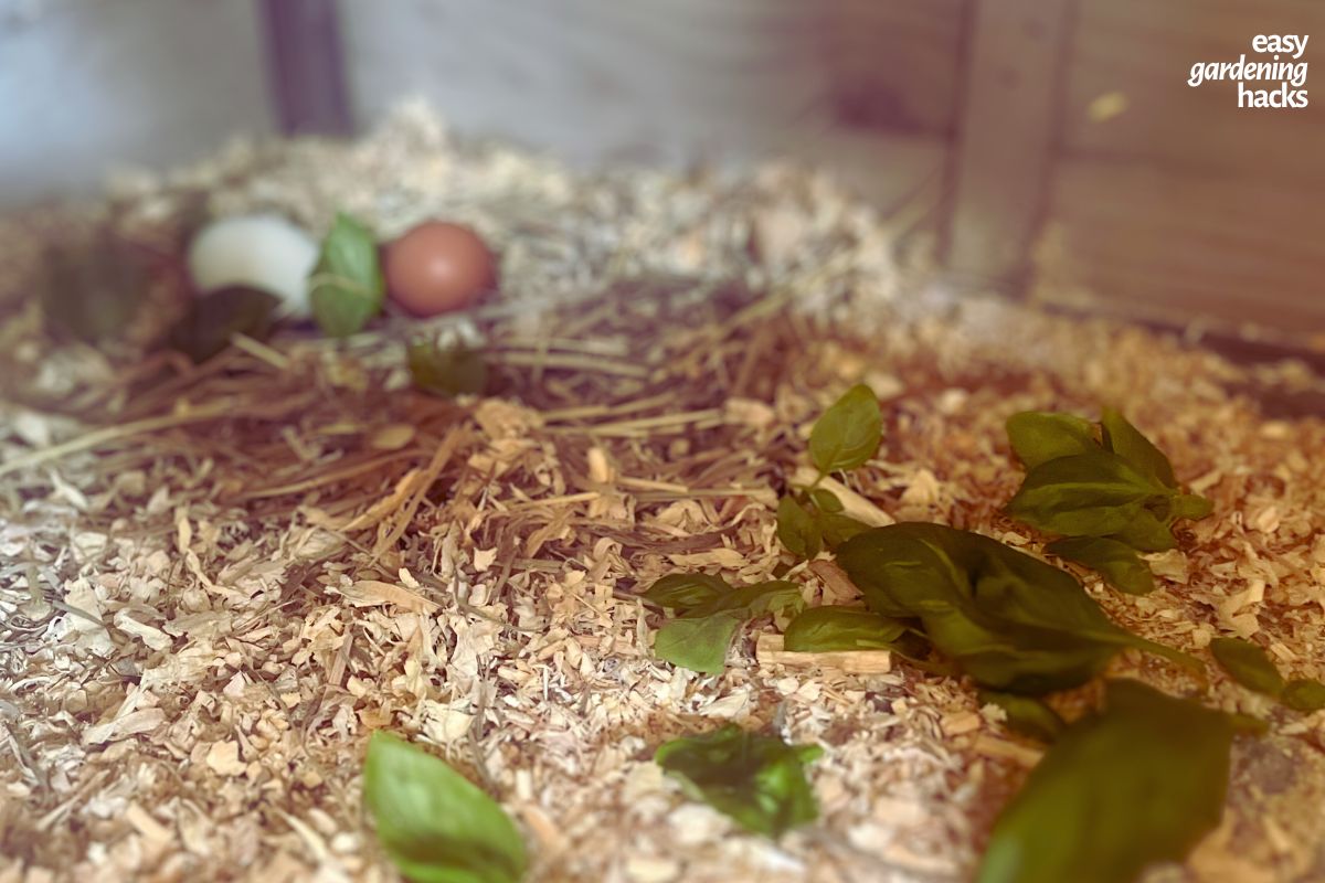 Using basil leaves in chicken coops.