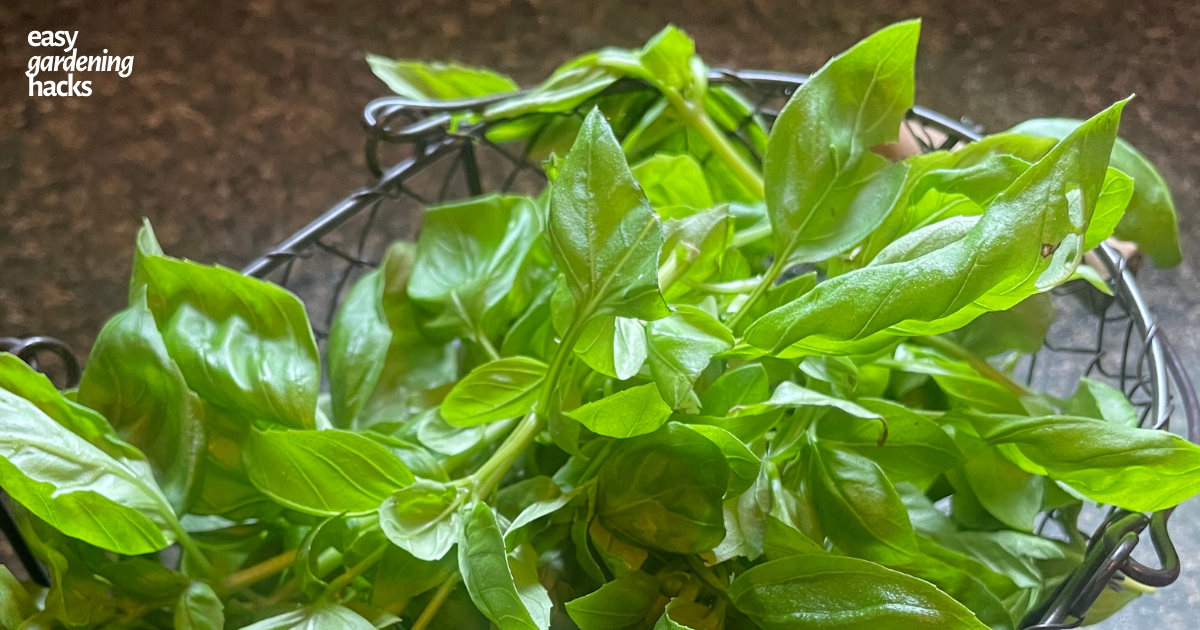 How to Grow Basil, Harvest it, and Preserve it Easy Gardening Hacks™