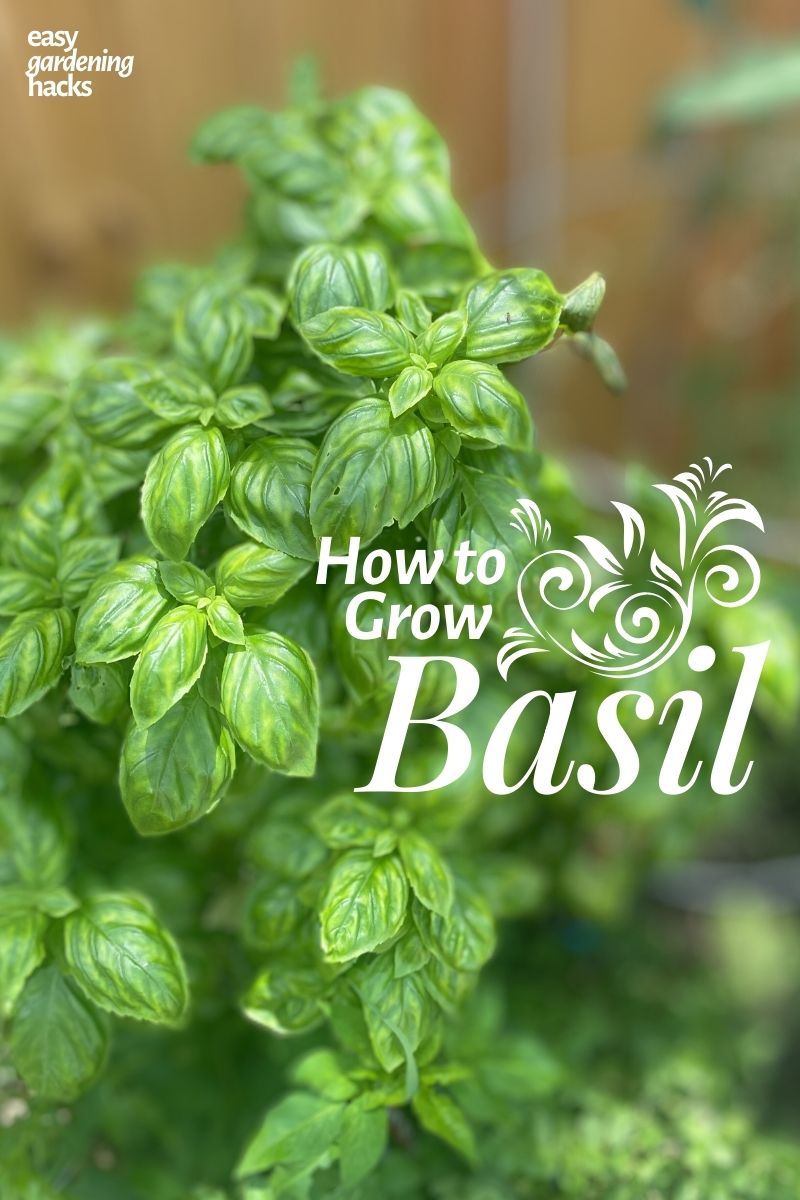 How to Grow Basil 